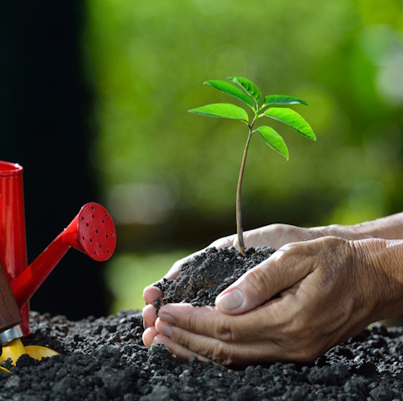 Photo of two hands cupping dirt with a sprouting plant